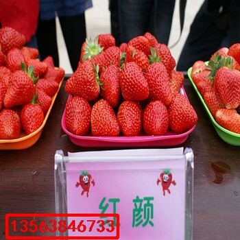 麥特萊草莓苗批發(fā)什么價格