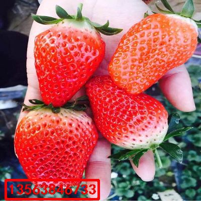 京藏草莓苗|批發(fā)什么價格
