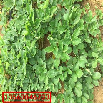 燕香草莓苗批發(fā)什么價格