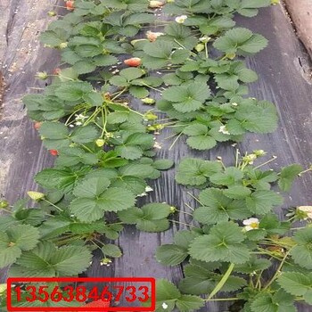 大將軍草莓苗什么價(jià)格