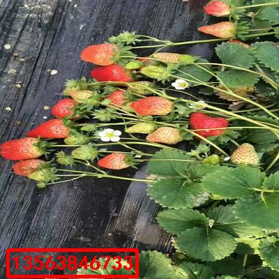 京留香草莓苗|出售價格