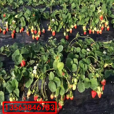 大將軍草莓苗|格