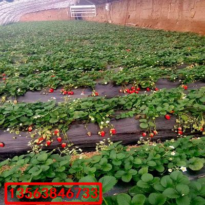 桃熏草莓苗|批發(fā)什么價(jià)格