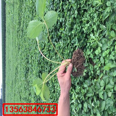 京留香草莓苗|什么價格