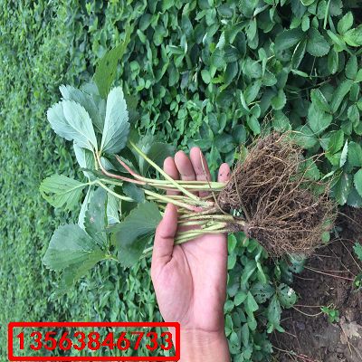 妙香7號草莓苗|出售價格