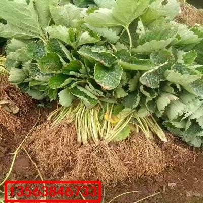 麥特萊草莓苗|出售價(jià)格