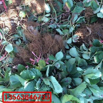 甜寶草莓苗基地價(jià)格