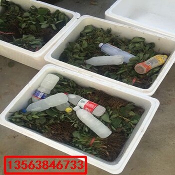 卡麥羅莎草莓苗批發(fā)什么價格