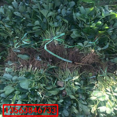 大將軍草莓苗|什么價格