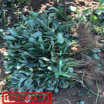 幸之花草莓苗批發(fā)價格