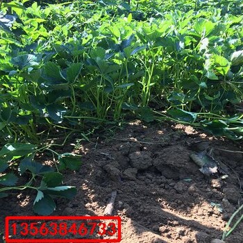 妙香7號草莓苗上車價格