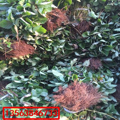 紅臉頰草莓苗|基地價格
