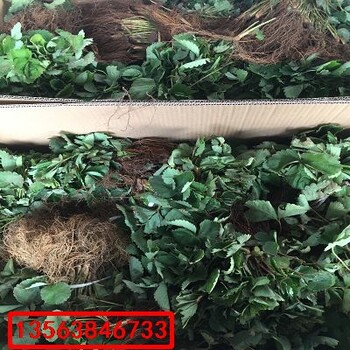 妙香7號草莓苗出售價格