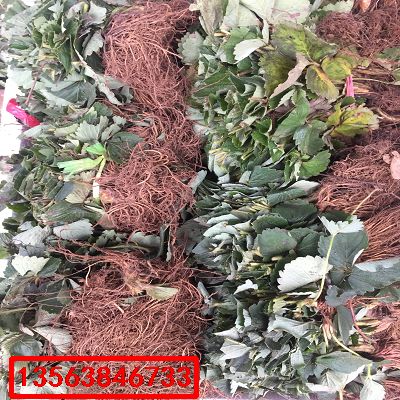 巧克力草莓苗|出土價(jià)格