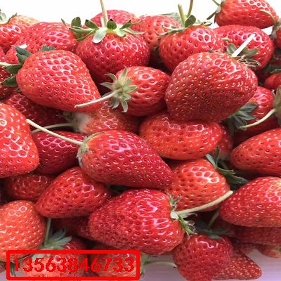 桃熏草莓苗|什么價(jià)格