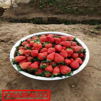 燕香草莓苗上車價(jià)格