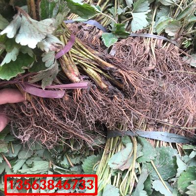 美十三草莓苗|出售價格