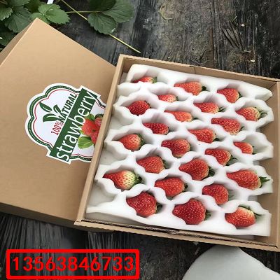 明寶草莓苗|什么價格