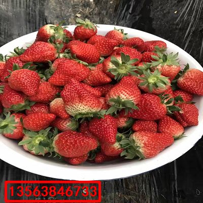 妙香7號(hào)草莓苗|批發(fā)什么價(jià)格