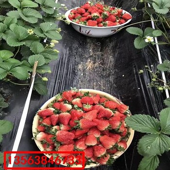 草莓苗什么價格