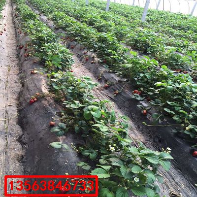 新草莓苗|什么價格