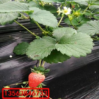 美德萊特草莓苗基地價格