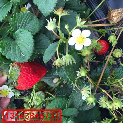 大將軍草莓苗|什么價格