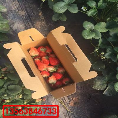 童子一號草莓苗|批發(fā)什么價格
