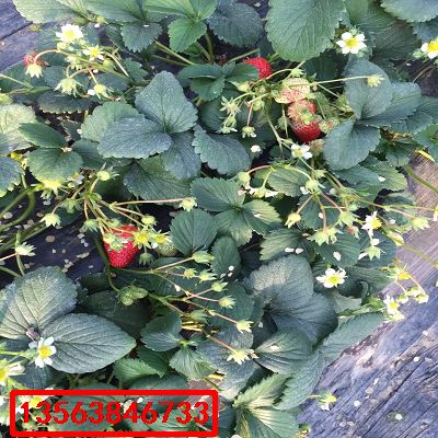 明寶草莓苗|什么價格
