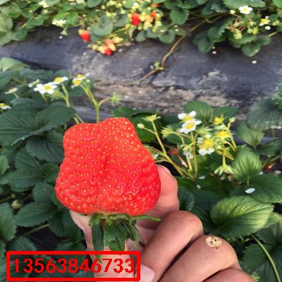 奶油草莓苗|什么價格