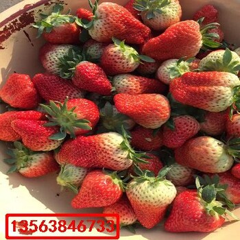 童子一號(hào)草莓苗出售價(jià)格