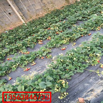 紅臉頰草莓苗|批發(fā)什么價格