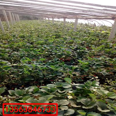 麥特萊草莓苗|出售價(jià)格