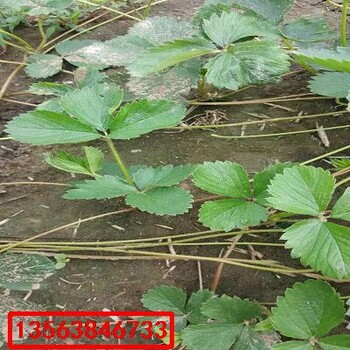 美十三草莓苗批發(fā)什么價格