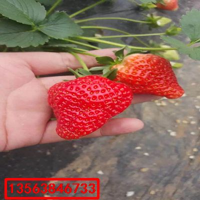 大將軍草莓苗|基地價(jià)格