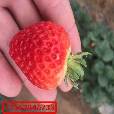 紅臉頰草莓苗|出售價格
