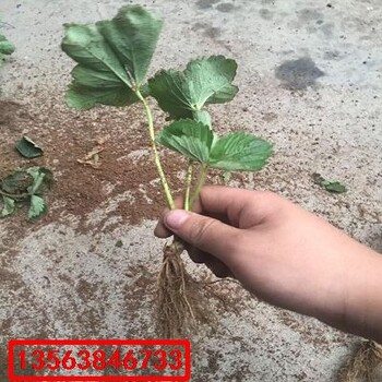 麥特萊草莓苗出土價(jià)格