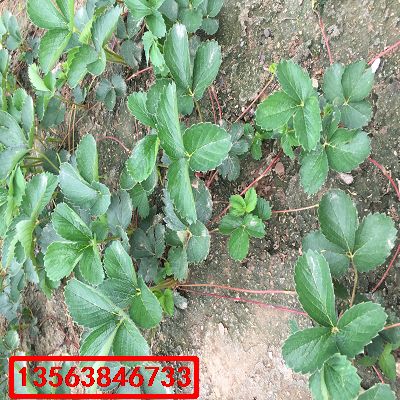 奶油草莓苗|價(jià)格