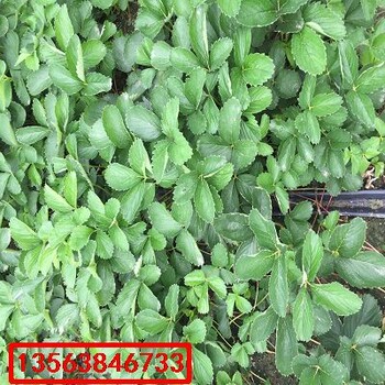 巧克力草莓苗什么價格