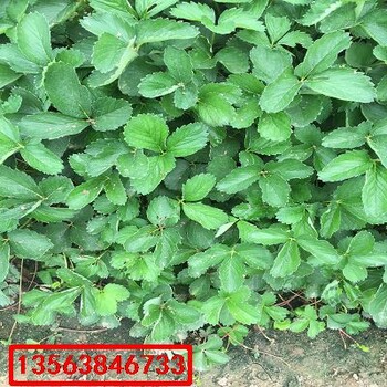 大將軍草莓苗批發(fā)價(jià)格
