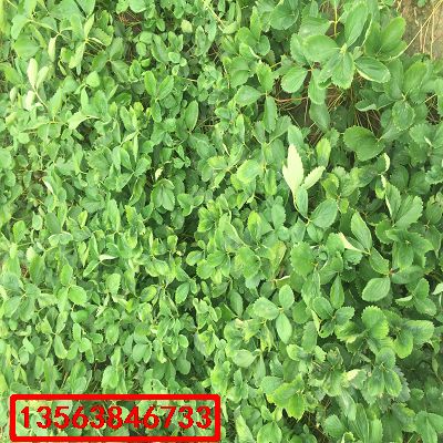 奶油草莓苗|價(jià)格