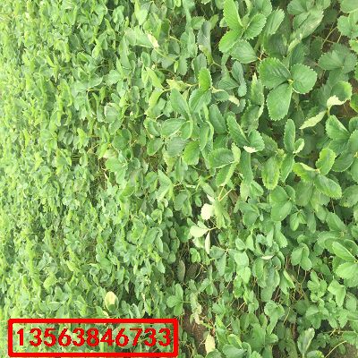 紅臉頰草莓苗|批發(fā)什么價格