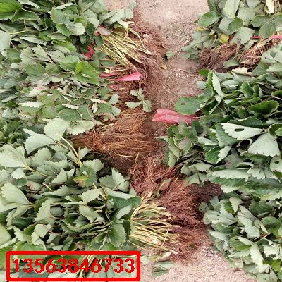 大將軍草莓苗|批發(fā)什么價格