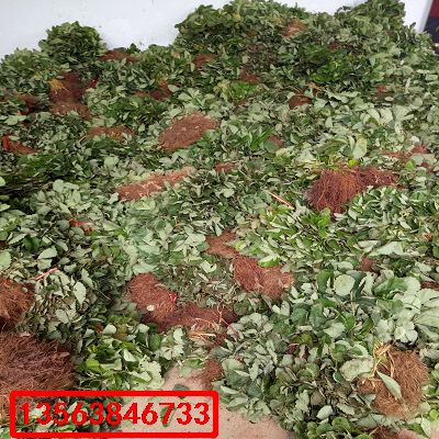 寧玉草莓苗|格