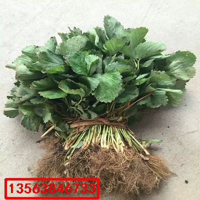 章姬草莓苗|出土價(jià)格