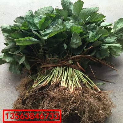 櫪女草莓苗|格