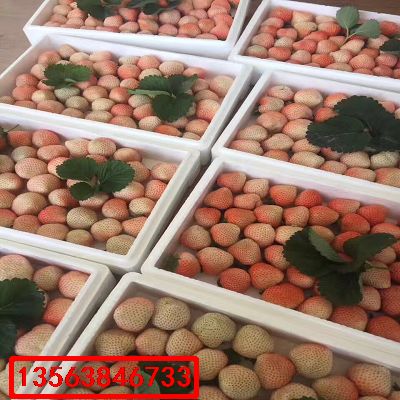 草莓苗|出土價(jià)格