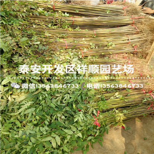 贵州矮化红油香椿苗多少钱一棵、贵州矮化红油香椿苗批发