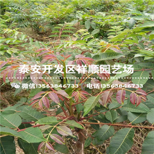 2018年1公分香椿苗一亩地能有多少种植利润