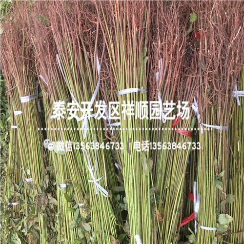 北京1米高红油香椿苗一棵多少钱、北京1米高红油香椿苗基地